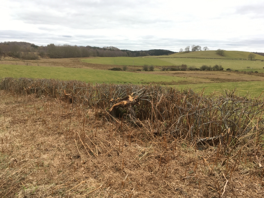 Hedgerow tarn road - small