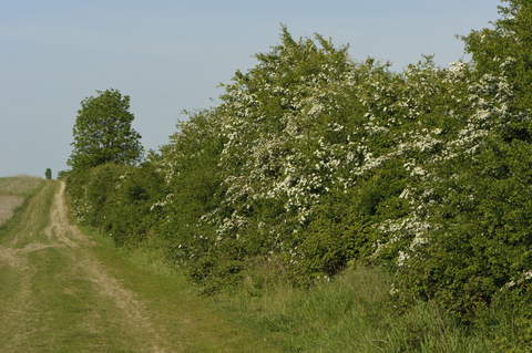 Mature hedgerow 4